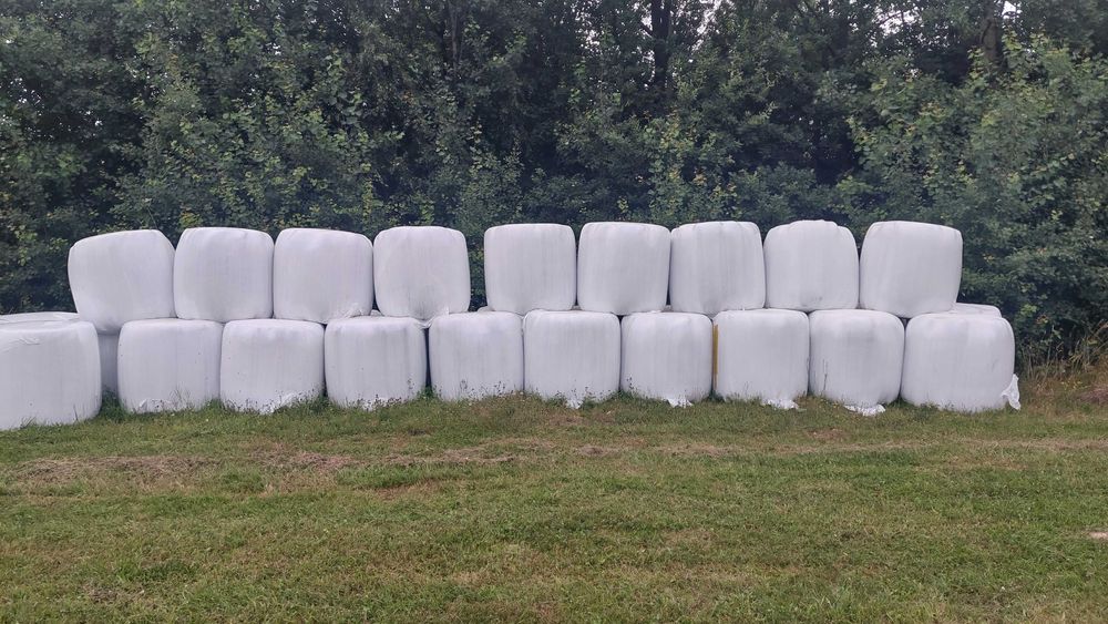 Sianokiszonka tegoroczna