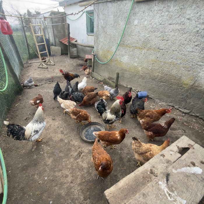 Ovos Caseiros Frescos