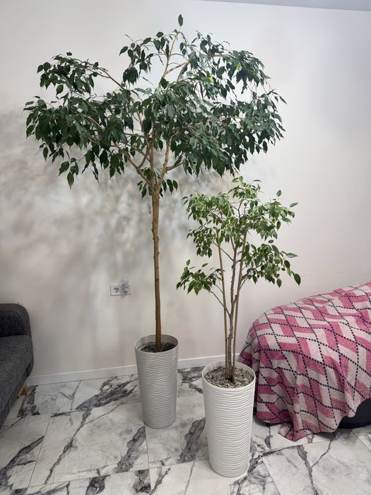 Два фікуси бенжаміна, монстера, епіпремнум