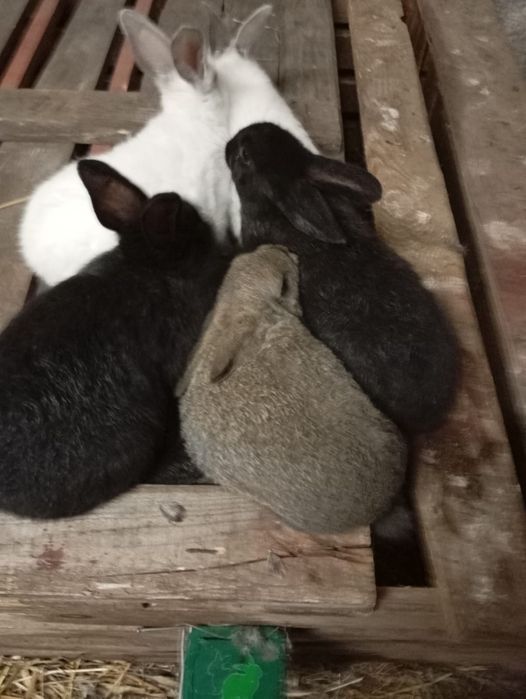 Króliki sześciotygodniowe