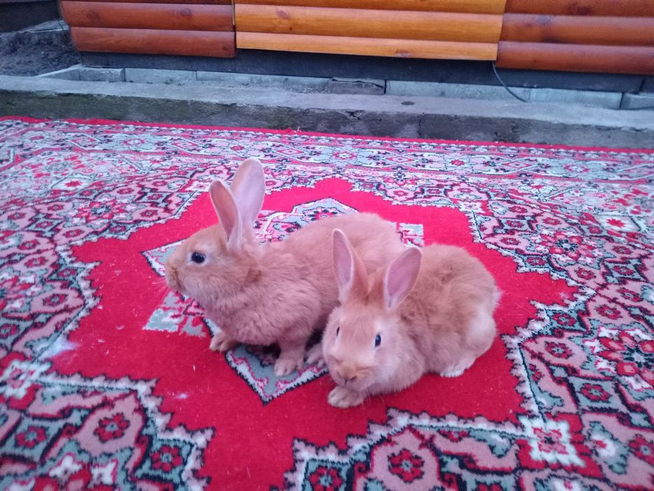 Продаються кролі