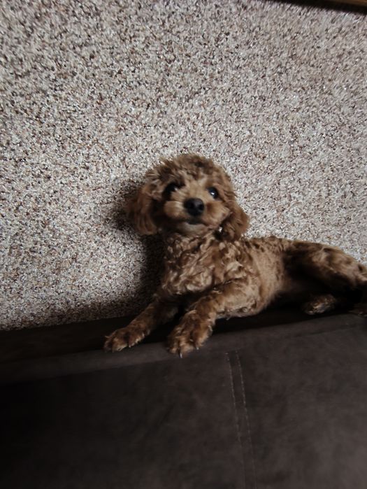 Дівчинка той пуделя 7,5 міс