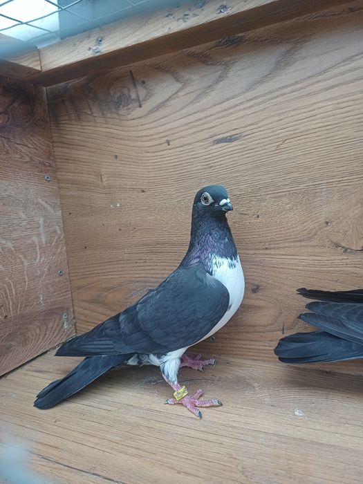 Gołebie Czajki wiedeńskie ozdobne