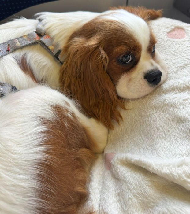 Cudowny King Charles Cavalier Spaniel