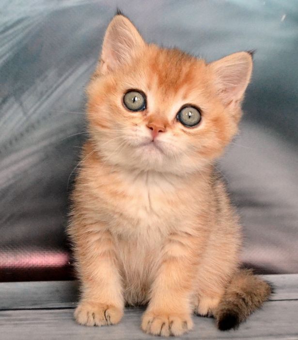 Крутезний золотий котик