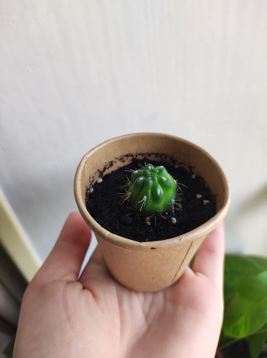 Кактус, маленькі саджанці, Gymnocalycium baldianum: 25 грн. - Комнатные ...