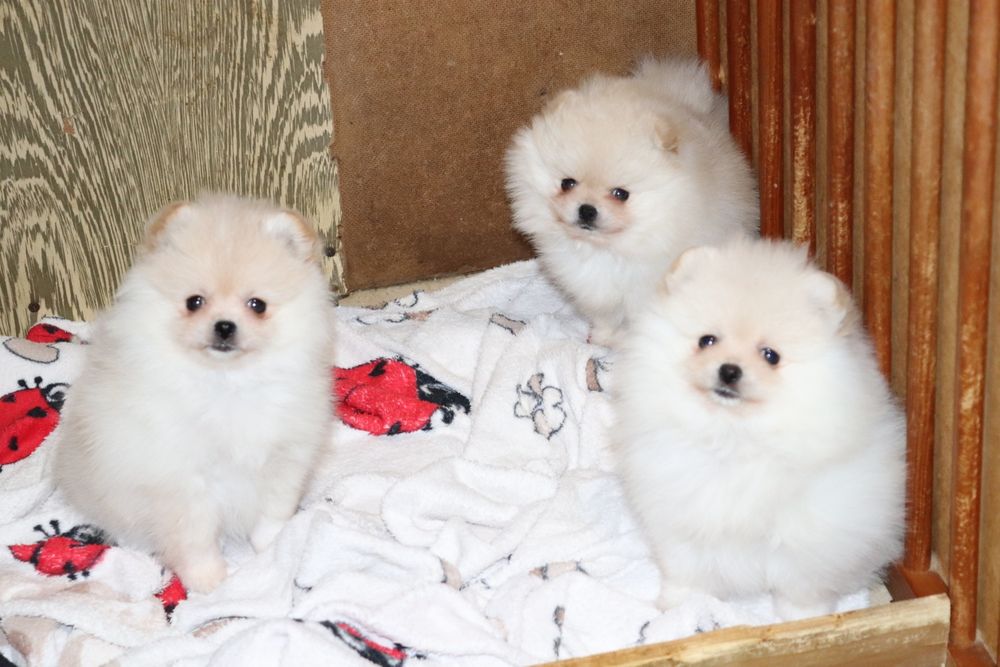 Чудові дітки померанського шпіца