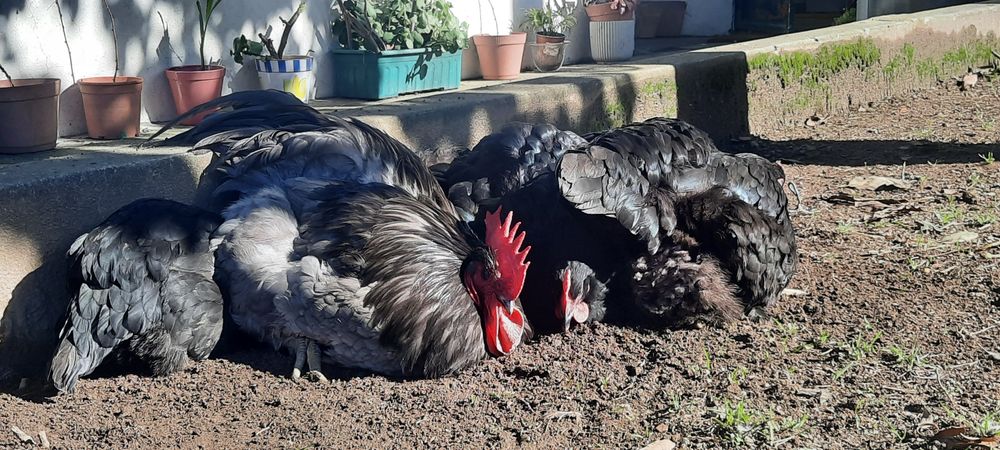 Ovos Galados Jersey Gigante e Sedosas do Japão