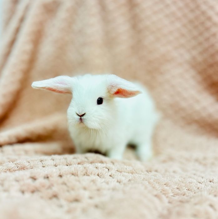 Królik mini lop baranek