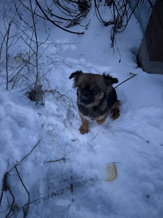 Песики шукають родину