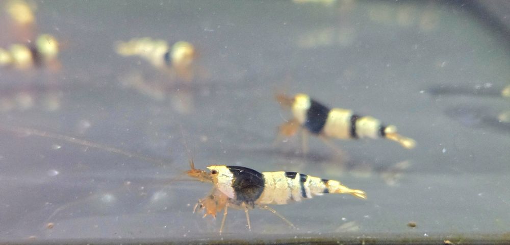 Krewetka caridina crystal black