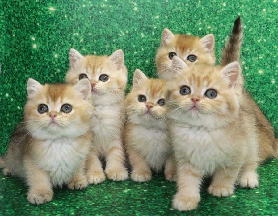 Золоті за кольором та за характером