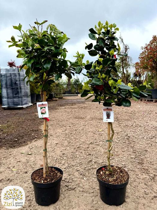 kamelia japońska na pniu 80cm, Bonomiana, Curly Red, Mary Williams, camellia zimozielona kwitnąca