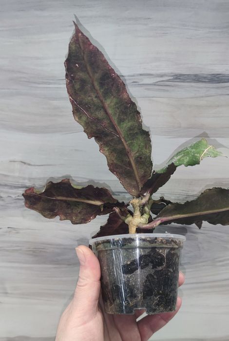 Хойя Hoya Undulata Army