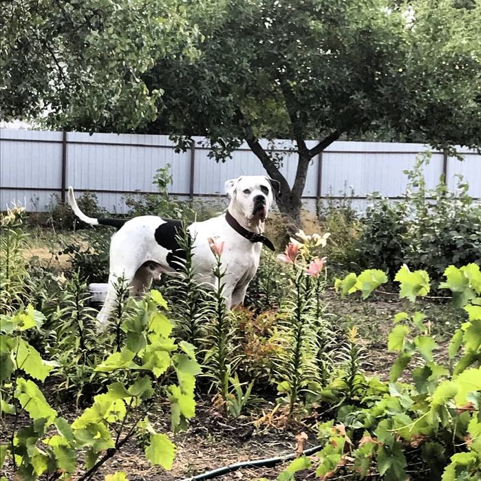 Ищет даму сердца