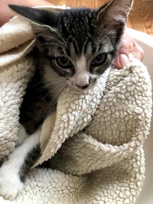 Gatinho macho para adoção. Cinza, tigrado com meias brancas 3 meses.