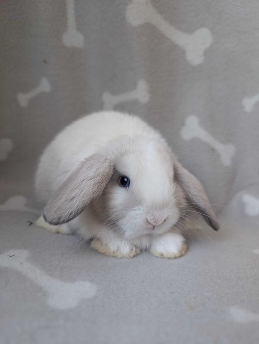 Mini lop, baranek miniaturka, metryka