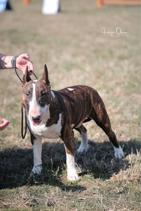 В’язка Bullterrier бультерьер бультер’єр