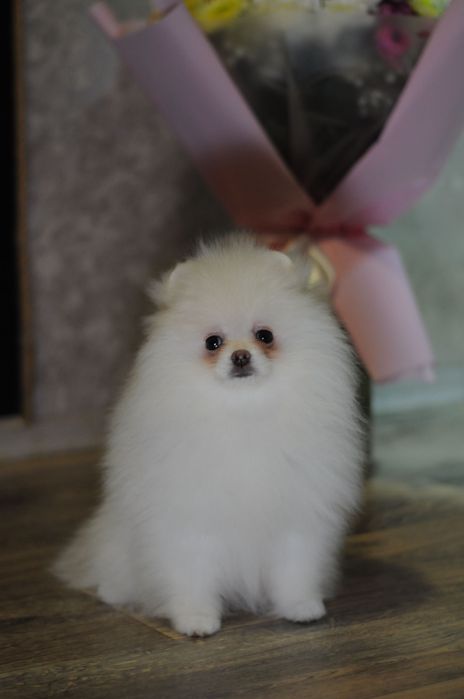 Крутезні ТОП ведмежата