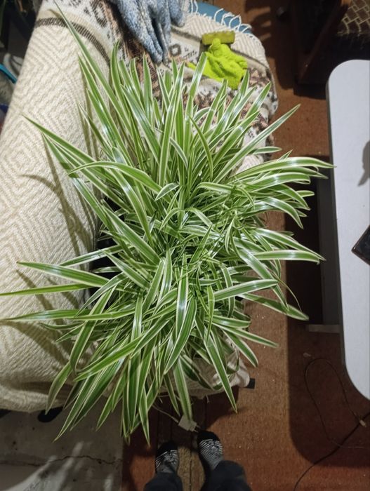 Кімнатна рослина хлорофітум