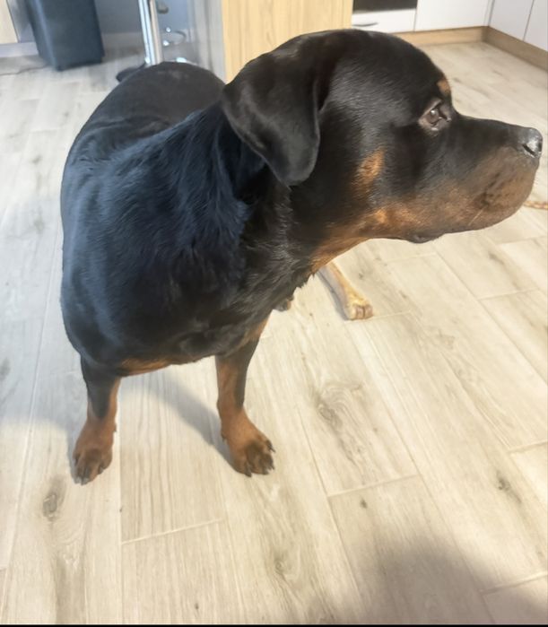 Rottweiler do adopcji