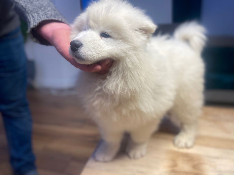Samoyed szczeniak piesek gotowy do odbioru