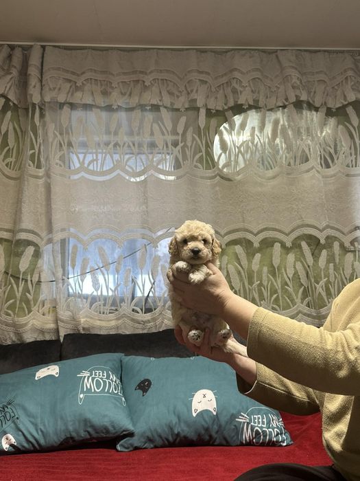 Мальтіпу хлопчик міні на фото оригінал