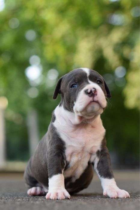 Кобель.Идеальные щенки стафф терьера) скорей успей сделать свой выбор)