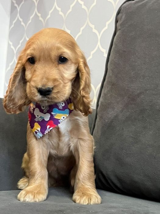 Piękny szczeniak rasy Cocker Spaniel