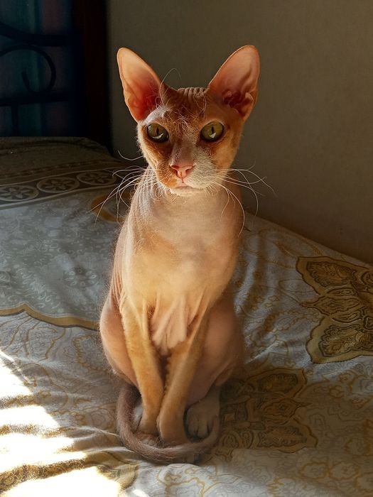 Очень нужен кошачий корм , когтеточка и перен