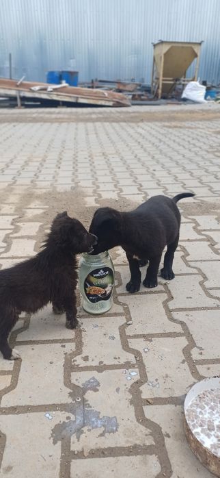 Собачки в добрі руки