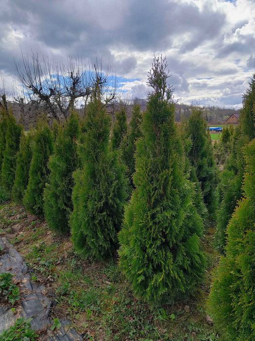 Tuje Szmaragd 100-220 cm