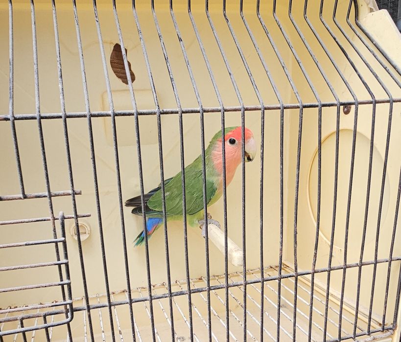 Agapornis rosicollir
