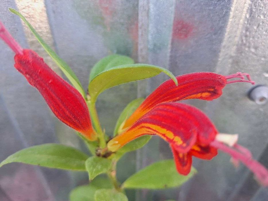 Есхінантус Жар птах