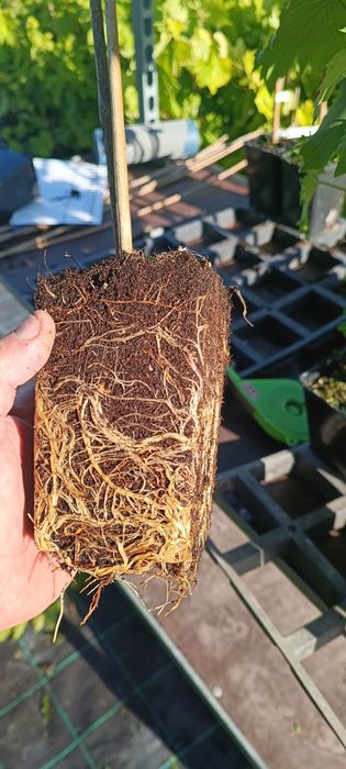 Sadzonki winorośli,winogron deserowych