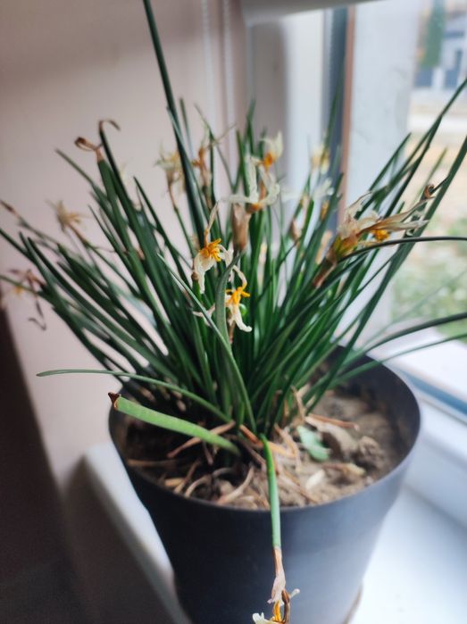 Сансевєрія . 2 види, калатея, кислиця, ледебурія, зефірантес, гібіскус