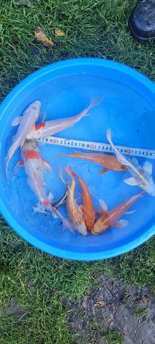 Karp Koi Butterfly 22-25