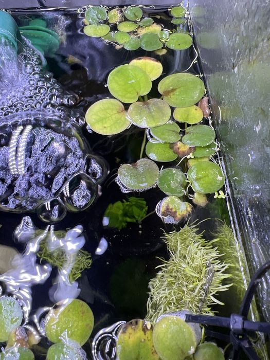 Amazon Frogbit (Limnobium laevigatum) porção
