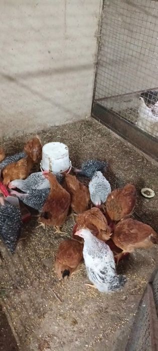 Frangos caseiros para vender