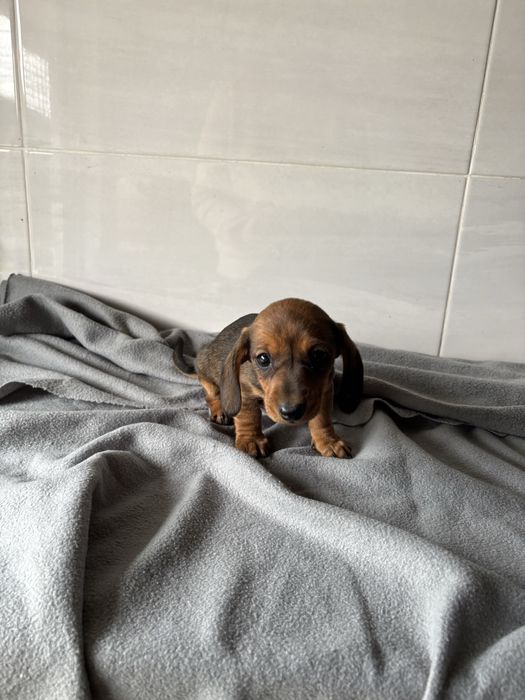 Teckel  miniatura pelo curto