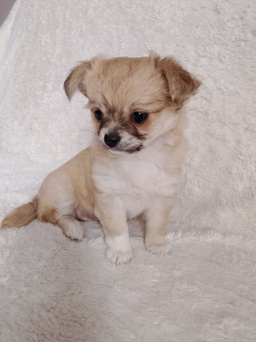 Przesliczna Maja długowłosa