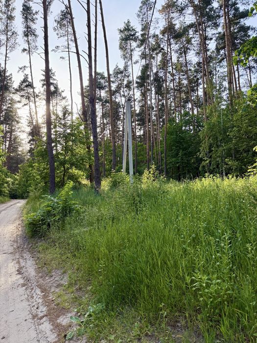 50 соток у сосновому лісі | Під базу відпочинку, котеджі, інвестицію