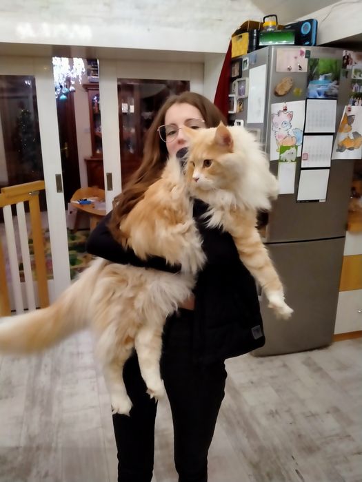 Maine Coon Kocurek biszkoptowy