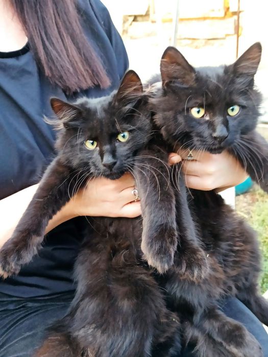 Два кошиня , два хлопчика