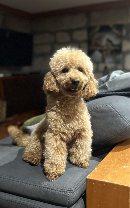 Caniche toy apricot procura namorada na zona norte