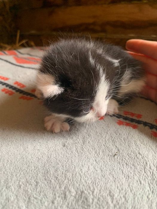 Отдам даром!!Срочно