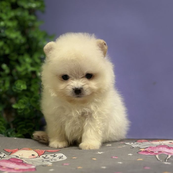 шикарний Хлопчик Міні