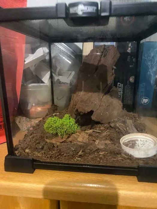 Sprzedam 2 Ptaszniki Pajęczaki