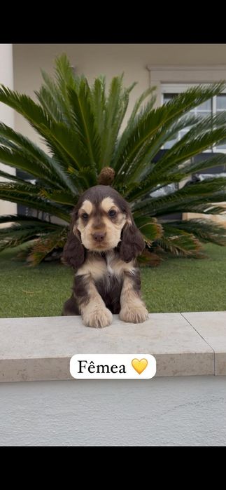 Cocker spaniel inglês fêmea