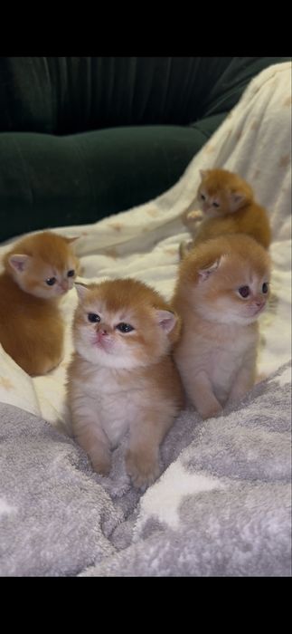 Кошенята шотландської золотої шиншили